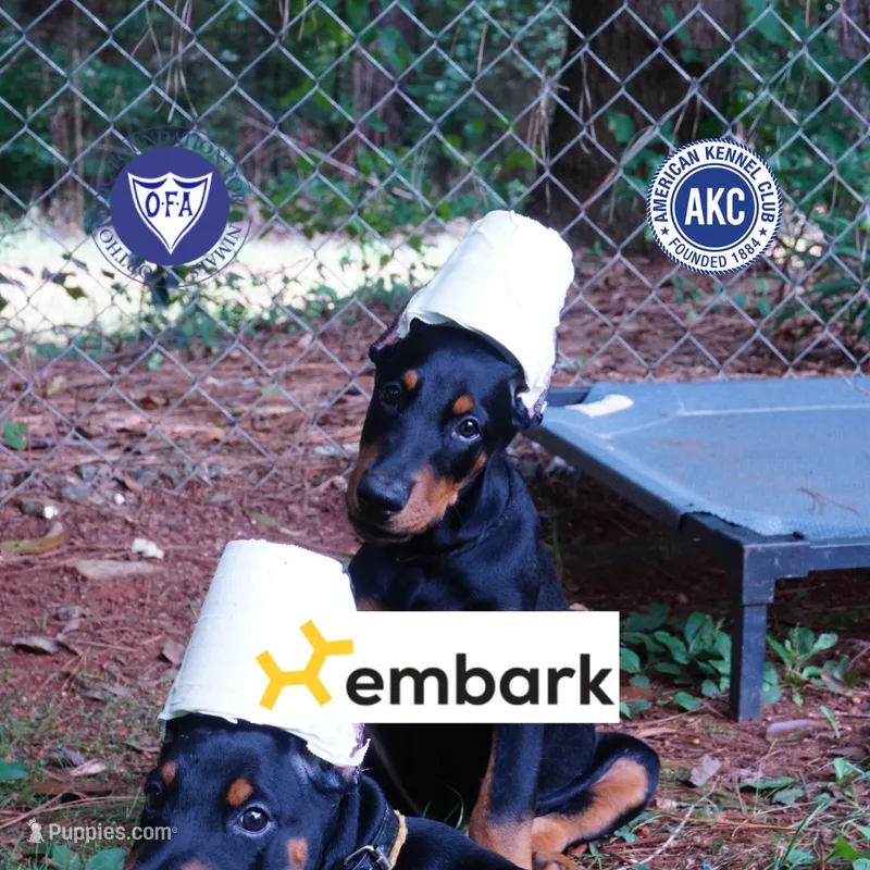 Ears Cropped AKC Euro OFA & Embark – Doberman Pinscher puppy for sale in Anderson, SC