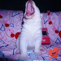 AKC OFA Embark White, a male Siberian Husky for sale in Anderson, SC – Photo 6 of 10