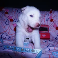 AKC OFA Embark White, a male Siberian Husky for sale in Anderson, SC – Photo 2 of 10