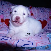 AKC OFA Embark White, a male Siberian Husky for sale in Anderson, SC – Photo 4 of 10