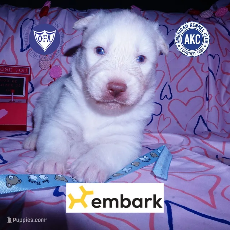 AKC OFA Embark White