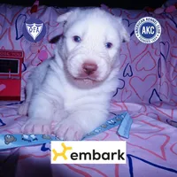 AKC OFA Embark White, a male Siberian Husky for sale in Anderson, SC – Photo 1 of 10