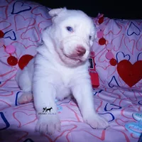 AKC OFA Embark White, a male Siberian Husky for sale in Anderson, SC – Photo 5 of 10
