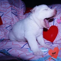 AKC OFA Embark White, a male Siberian Husky for sale in Anderson, SC – Photo 7 of 10