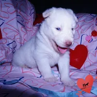 AKC OFA Embark White, a male Siberian Husky for sale in Anderson, SC – Photo 8 of 10