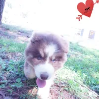 AKC & OFA Poseidon, a male Siberian Husky for sale in Anderson, SC – 5 of 10