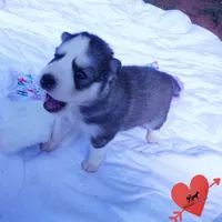 AKC OFA & Embark Parents, a male Siberian Husky for sale in Anderson, SC – 5 of 10