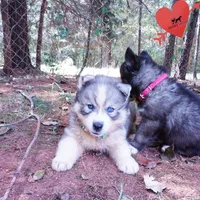 OFA & Embark Tested Parents - Usopp, a male Siberian Husky for sale in Anderson, SC – 9 of 10