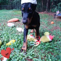 Ear cropped AKC Euro OFA & Embark, a male Doberman Pinscher for sale in Anderson, SC – 6 of 10