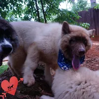AKC Embark & OFA Parents, a male Siberian Husky for sale in Anderson, SC – 6 of 10