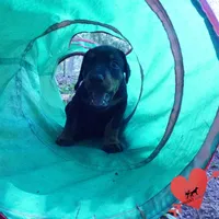 AKC Euro OFA & Embark - Amon, a male Doberman Pinscher for sale in Anderson, SC – 7 of 10