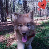 Brown/white Embark AKC OFA, a male Siberian Husky for sale in Anderson, SC – Photo 7 of 10