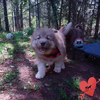 Brown/white Embark AKC OFA, a male Siberian Husky for sale in Anderson, SC – Photo 5 of 10