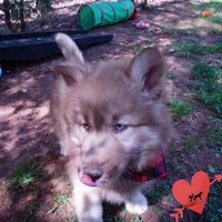 Brown/white Embark AKC OFA, a male Siberian Husky for sale in Anderson, SC – Photo 2 of 10