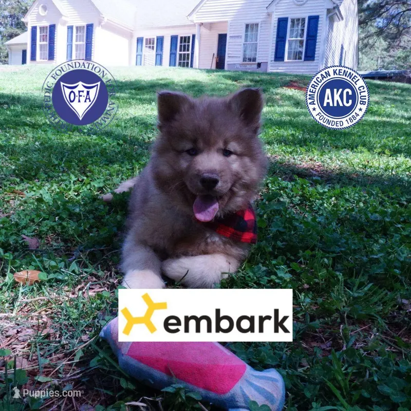 Brown/white Embark AKC OFA – Siberian Husky puppy for sale in Anderson, SC