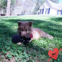 Brown/white Embark AKC OFA, a male Siberian Husky for sale in Anderson, SC – Photo 8 of 10