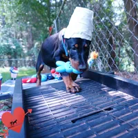 Ears Cropped - AKC Euro OFA & Embark, a male Doberman Pinscher for sale in Anderson, SC – 2 of 10