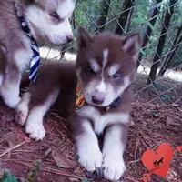 AKC OFA Brown/white, a male Siberian Husky for sale in Anderson, SC – 6 of 10