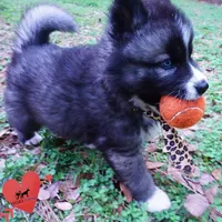 AKC Agouti, a female Siberian Husky for sale in Anderson, SC – Photo 7 of 10