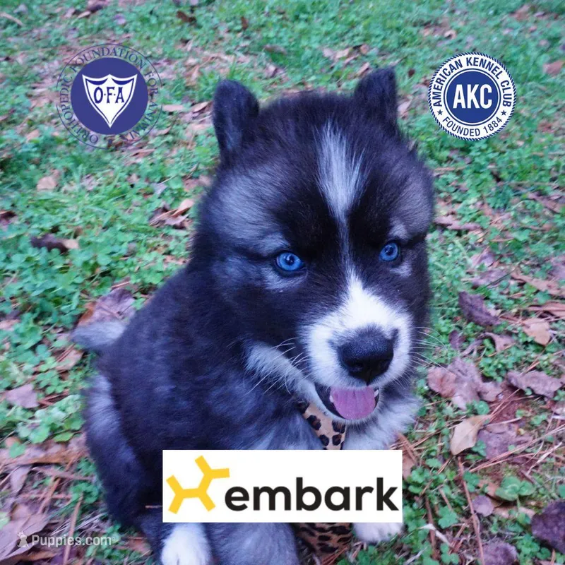 AKC Agouti – Siberian Husky puppy for sale in Anderson, SC