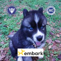 AKC Agouti, a female Siberian Husky for sale in Anderson, SC – Photo 1 of 10