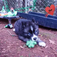AKC Agouti, a female Siberian Husky for sale in Anderson, SC – Photo 4 of 10