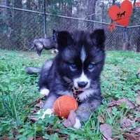 AKC Agouti, a female Siberian Husky for sale in Anderson, SC – Photo 8 of 10