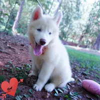 Solid White Female AKC OFA, a female Siberian Husky for sale in Anderson, SC – 8 of 10