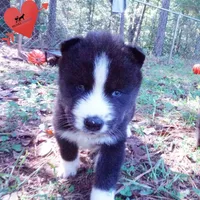 Iceman - Black/white, a male Siberian Husky for sale in Anderson, SC – 7 of 10
