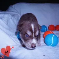 AKC OFA Brown/white, a male Siberian Husky for sale in Anderson, SC – 8 of 10