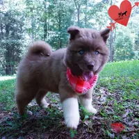 AKC Solid Brown OFA & Embark, a female Siberian Husky for sale in Anderson, SC – 2 of 10