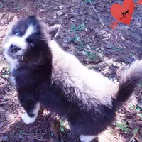 Iceman - Black/white, a male Siberian Husky for sale in Anderson, SC – 4 of 10