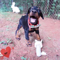AKC Euro OFA & Embark - Hakoda, a male Doberman Pinscher for sale in Anderson, SC – 2 of 10