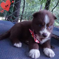 AKC Brown/white OFA, a female Siberian Husky for sale in Anderson, SC – 5 of 10