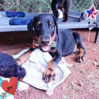 100% European, a  Doberman Pinscher for sale in Anderson, SC – 3 of 10
