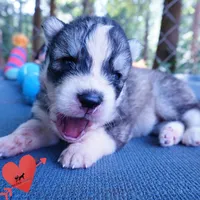 OFA & Embark Tested Parents - Usopp, a male Siberian Husky for sale in Anderson, SC – 8 of 10