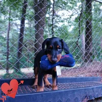 AKC Euro OFA & Embark - Amon, a male Doberman Pinscher for sale in Anderson, SC – 4 of 10
