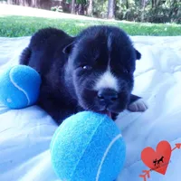 Solid Black AKC OFA Embark - Pele, a male Siberian Husky for sale in Anderson, SC – 8 of 10