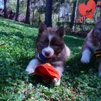Brown/white AKC, a male Siberian Husky for sale in Anderson, SC – Photo 6 of 10