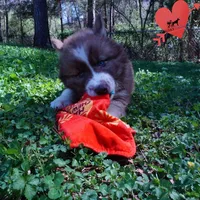 Brown/white AKC, a male Siberian Husky for sale in Anderson, SC – Photo 2 of 10