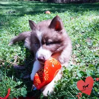 Brown/white AKC, a male Siberian Husky for sale in Anderson, SC – Photo 8 of 10