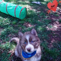 Brown/white AKC, a male Siberian Husky for sale in Anderson, SC – Photo 7 of 10