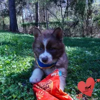 Brown/white AKC, a male Siberian Husky for sale in Anderson, SC – Photo 4 of 10