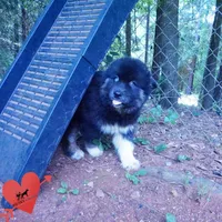 AKC Black/white OFA & Embark, a female Siberian Husky for sale in Anderson, SC – 2 of 10