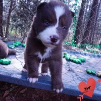 AKC OFA Brown/white, a male Siberian Husky for sale in Anderson, SC – Photo 2 of 10