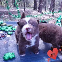 AKC OFA Brown/white, a male Siberian Husky for sale in Anderson, SC – Photo 7 of 10