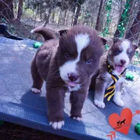 AKC OFA Brown/white, a male Siberian Husky for sale in Anderson, SC – Photo 8 of 10
