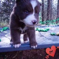 AKC OFA Brown/white, a male Siberian Husky for sale in Anderson, SC – Photo 4 of 10