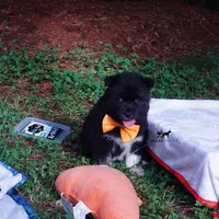 AKC Solid Black OFA & Embark, a female Siberian Husky for sale in Anderson, SC – 6 of 10