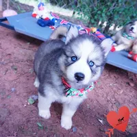 OFA & Embark Tested Parents, a male Siberian Husky for sale in Anderson, SC – 2 of 10